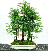 Load image into Gallery viewer, Buy Online High Quality Redwood Bonsai Tree Seeds | Buy Rare, And Extraordinary Heirloom Seeds - Seeds to Cherish
