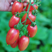 Load image into Gallery viewer, Buy Online High Quality Artisan Maglia Rosa Tomato Non Gmo | Buy Rare, And Extraordinary Heirloom Seeds - Seeds to Cherish