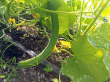 Load image into Gallery viewer, Buy Online High Quality Armenian Cucumber Seeds Heirloom | Buy Rare, And Extraordinary Heirloom Seeds - Seeds to Cherish