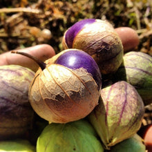 Load image into Gallery viewer, Buy Online High Quality Heirloom Tomatillo Purple Seeds Rare USA Organic Non Gmo | Buy Rare, And Extraordinary Heirloom Seeds - Seeds to Cherish
