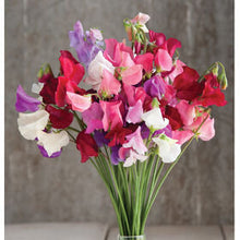 Load image into Gallery viewer, Buy Online High Quality Sweet Pea Mammoth Mix Seeds Very Fragrant | Buy Rare, And Extraordinary Heirloom Seeds - Seeds to Cherish
