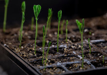 Load image into Gallery viewer, Buy Online High Quality Sweet Pea Mammoth Mix Seeds Very Fragrant | Buy Rare, And Extraordinary Heirloom Seeds - Seeds to Cherish