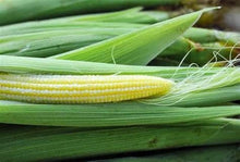 Load image into Gallery viewer, Heirloom Baby Corn Seeds Japanese Hullness Popcorn Seeds Mini Corn Seeds Mini Popcorn Seeds Non Gmo Zones 3-9