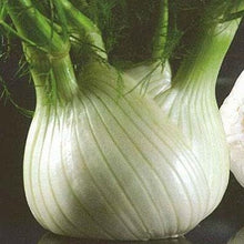 Load image into Gallery viewer, 200 Florence Fennel Heirloom Seeds, Heirloom, Non Gmo, Organic