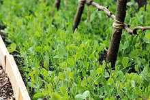 Load image into Gallery viewer, English Peas Seeds, Green Arrow, Heirloom, Organic, Non gmo, Up to 11 Sweet Peas in Every Plump Pod