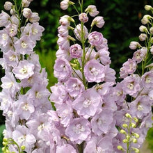 Load image into Gallery viewer, 50 Delphinium Flower Seeds Light Rose | Elegance at its Best | Beautiful Cut Flowers | Dried Flowers