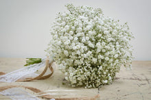 Load image into Gallery viewer, 1000 Baby's breath flower seeds | Gypsophila Elegans | 1 Day Shipping