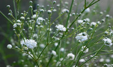 Load image into Gallery viewer, 1000 Baby's breath flower seeds | Gypsophila Elegans | 1 Day Shipping