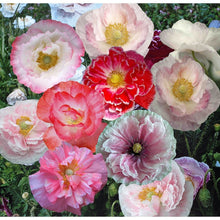 Load image into Gallery viewer, 500 Shirley Poppy double mix Flower Seeds | Double Petals | Plant in Fall