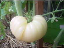 Load image into Gallery viewer, Heirloom White Tomato Tomesol Seeds, Organic Non Gmo from USA 1 DAY Shipping.