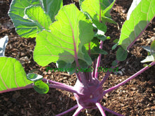 Load image into Gallery viewer, 200 Kohlrabi Purple Vienna Vegetable Seeds Organic Non Gmo 1 DAY SHIPPING from USA