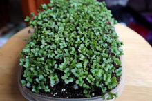 Load image into Gallery viewer, 200 Kohlrabi Purple Vienna Vegetable Seeds Organic Non Gmo 1 DAY SHIPPING from USA