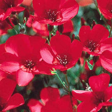 Load image into Gallery viewer, 200 Scarlet Flax Flower Seeds | Red | Linum Grandiflorum Rubrum Flower Seeds