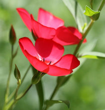 Load image into Gallery viewer, 200 Scarlet Flax Flower Seeds | Red | Linum Grandiflorum Rubrum Flower Seeds