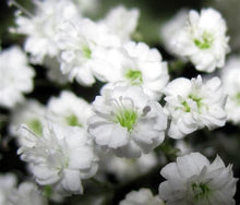 Load image into Gallery viewer, 1000 Baby&#39;s breath flower seeds | Gypsophila Elegans | 1 Day Shipping
