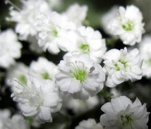 Load image into Gallery viewer, 1000 Baby's breath flower seeds | Gypsophila Elegans | 1 Day Shipping