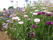 Load image into Gallery viewer, 400 Bachelor Button Flower Seeds, Tall Mix Cornflower, Heirloom Seeds, Bulk Seeds, Annual