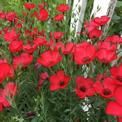 200 Scarlet Flax Flower Seeds | Red | Linum Grandiflorum Rubrum Flower Seeds