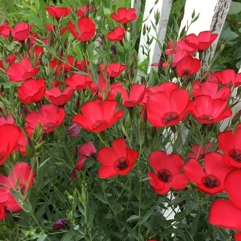 200 Scarlet Flax Flower Seeds | Red | Linum Grandiflorum Rubrum Flower Seeds