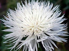 Load image into Gallery viewer, 200 White Cornflower Seeds | Dwarf | Bachelor Buttons | Beautiful Cut Flowers | Easy to Grow