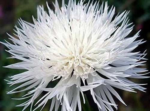 200 White Cornflower Seeds | Dwarf | Bachelor Buttons | Beautiful Cut Flowers | Easy to Grow