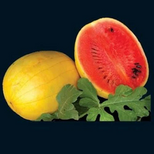 Load image into Gallery viewer, Golden Midget Watermelon
