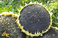 Load image into Gallery viewer, Mongolian Sunflower Seeds - Giant Sunflower