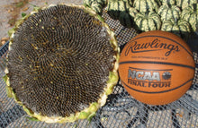 Load image into Gallery viewer, Mongolian Sunflower Seeds - Giant Sunflower
