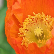 Load image into Gallery viewer, Buy Online High Quality Orange California Poppy Seeds | Buy Rare, And Extraordinary Heirloom Seeds - Seeds to Cherish