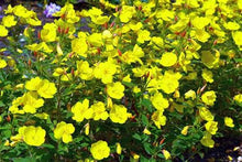 Load image into Gallery viewer, Evening Primrose Flower Seeds