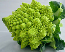 Load image into Gallery viewer, ROMANESCO BROCCOLI SEEDS - Spiral Broccoli