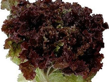 Load image into Gallery viewer, Heirloom Selway Lettuce Seeds