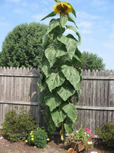 Load image into Gallery viewer, Mongolian Sunflower Seeds - Giant Sunflower