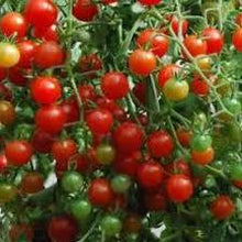 Load image into Gallery viewer, Sweet Pea Currant Tomato