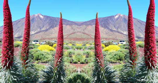 tower of jewels plant seeds Tower of Jewels Flower Seeds