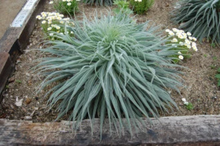 Load image into Gallery viewer, Tower of Jewels Flower Seeds