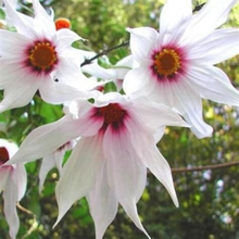 Load image into Gallery viewer, Weeping Dahlia Flower Seeds