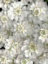 Load image into Gallery viewer, Buy Online High Quality Ground Cover, White Candytuft Flower Seeds | Buy Rare, And Extraordinary Heirloom Seeds - Seeds to Cherish
