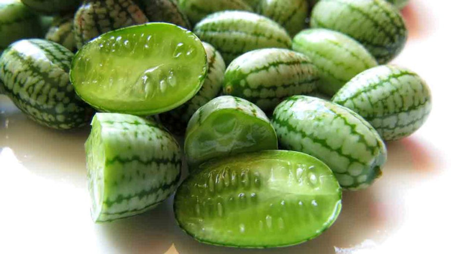 Growing Cucamelons