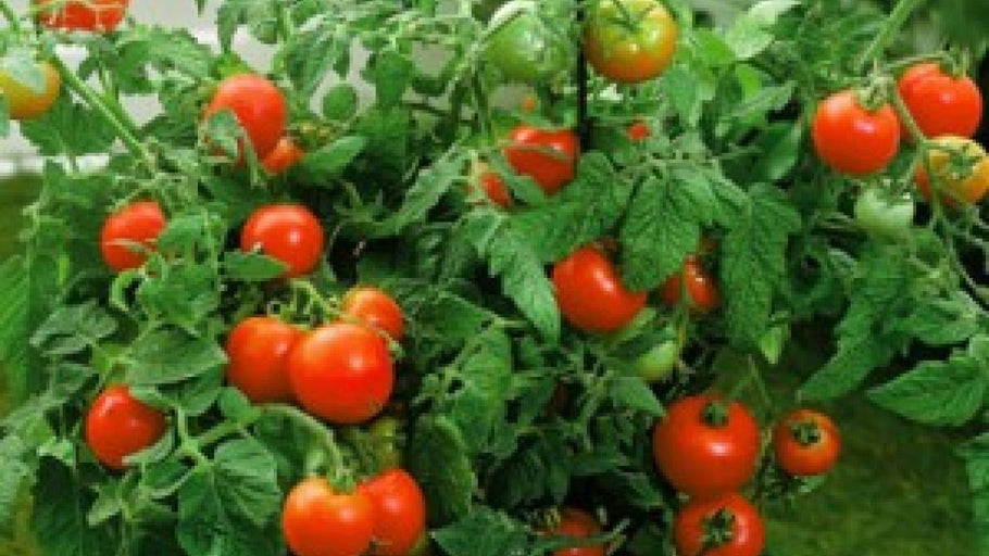 Growing Tomatoes