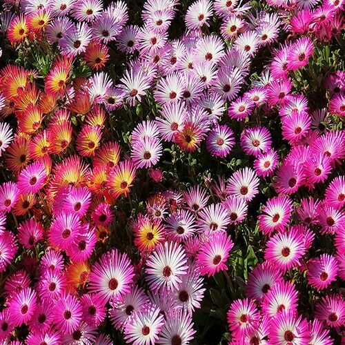 Growing Iceplants