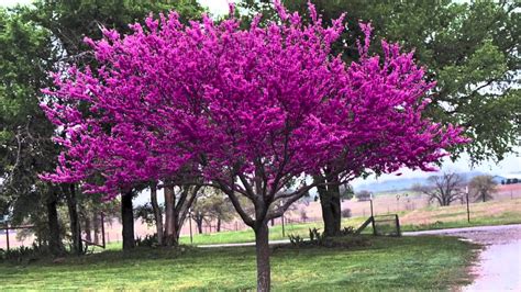 Growing Guide - Red Bud Trees from Seed