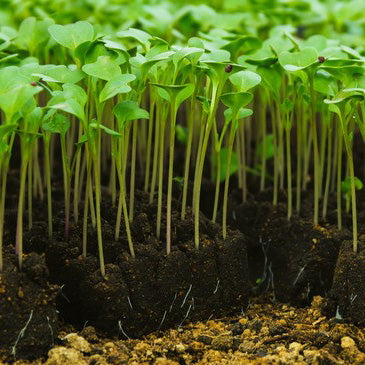 Germinating Seeds