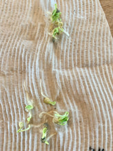 Load image into Gallery viewer, Yellow Monster Pepper Seeds - Sweet
