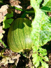 Load image into Gallery viewer, Jarrahdale Blue Pumpkin Seeds
