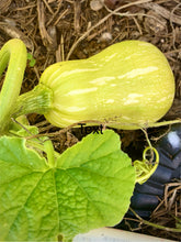 Load image into Gallery viewer, Waltham Butternut Squash Seeds,
