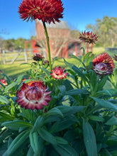 Load image into Gallery viewer, Straw flower Mix Seeds | Beautiful Dried Flowers
