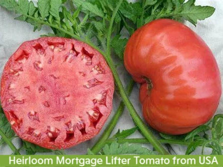 Heirloom Mortgage Lifter Tomato Seeds, Non Gmo, Organic
