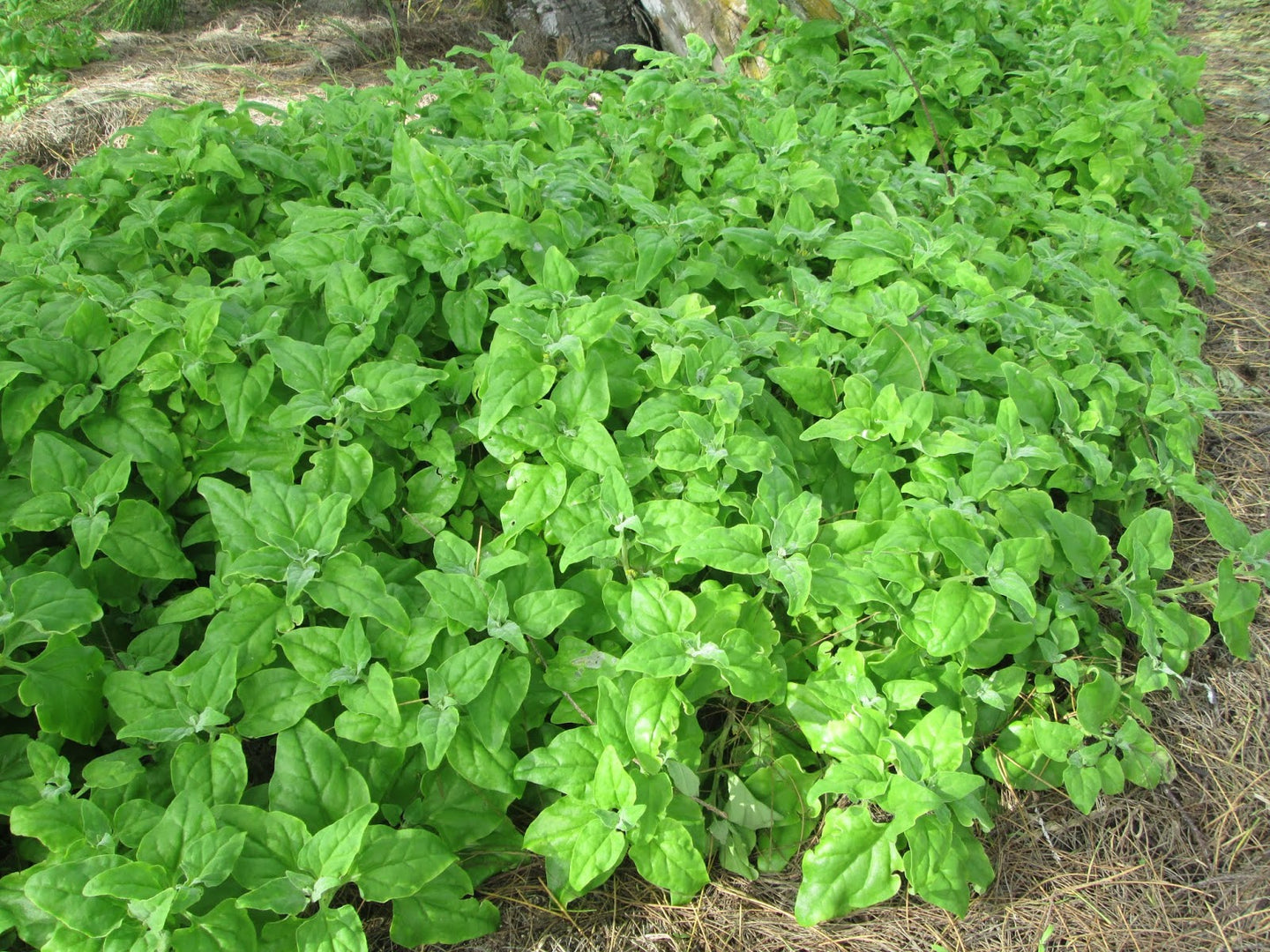 New Zealand Spinach A Summer Type Spinach