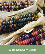 Load image into Gallery viewer, Glass Gem Corn Seeds, Rare Indian Corn, Heirloom,
